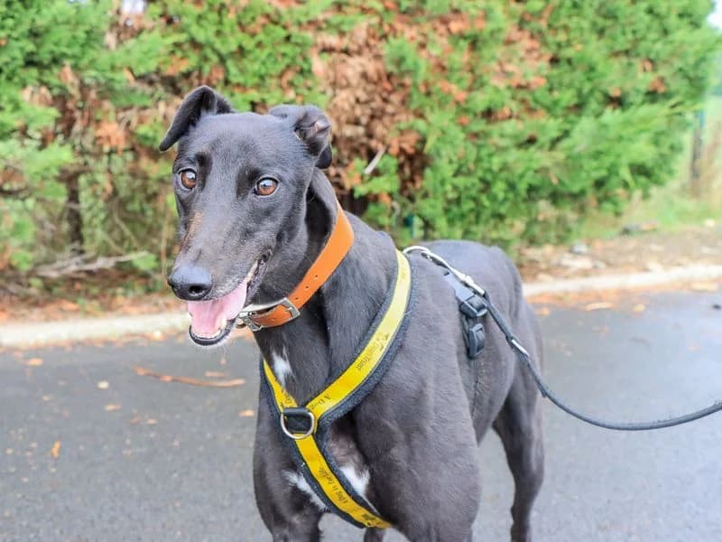 Holly, female 3yo Greyhound for adoption at Dogs Trust Evesham, Evesham