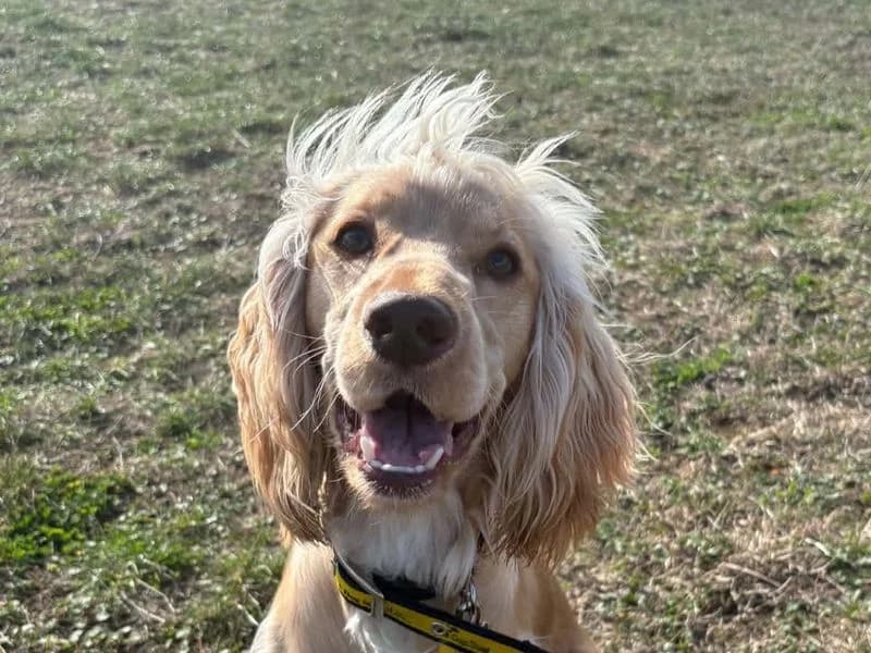 Theodore, male young Cocker Spaniel for adoption at Dogs Trust Evesham, Evesham