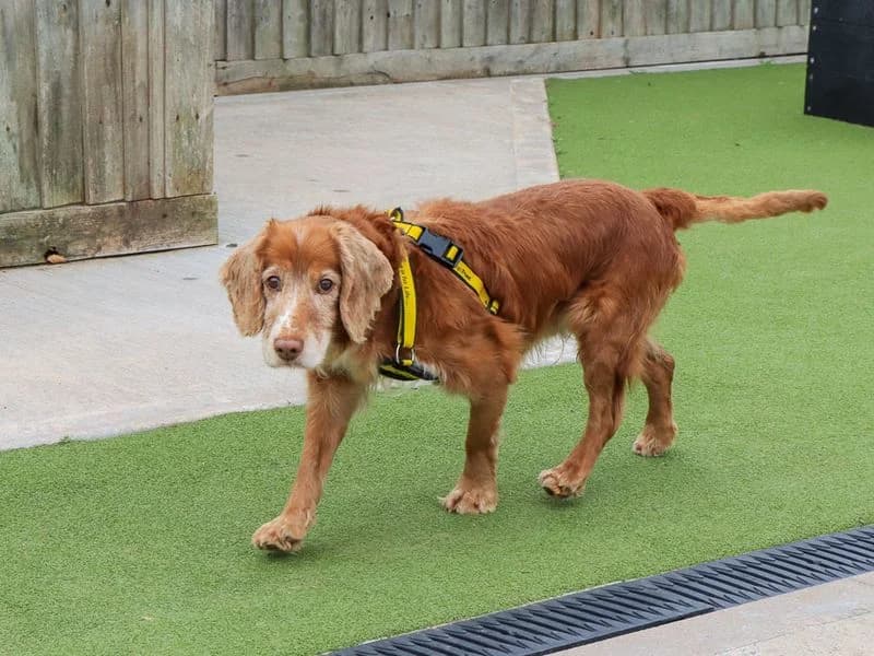 Albert, male senior Cocker Spaniel for adoption at Dogs Trust Evesham, Evesham