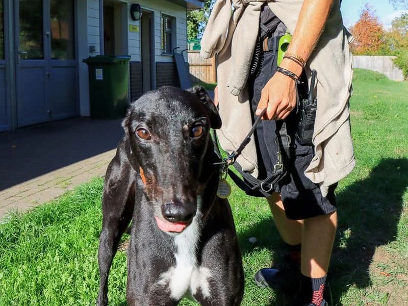 Fernando, male 4yo Greyhound for adoption at Dogs Trust Evesham, Evesham