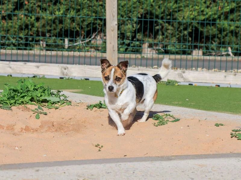 Dante, male 5yo Jack Russell Terrier for adoption at Dogs Trust Evesham, Evesham