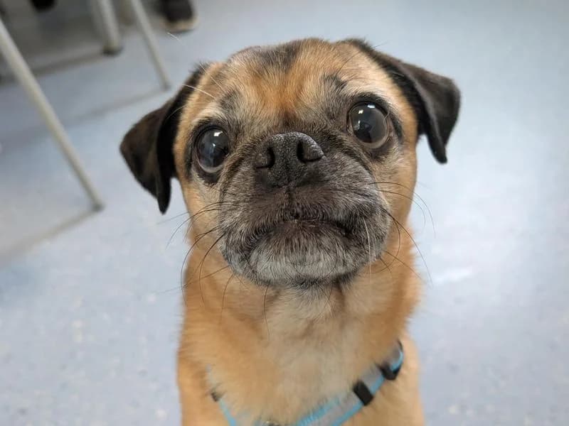 Jess, female senior Pug for adoption at Dogs Trust Evesham, Evesham