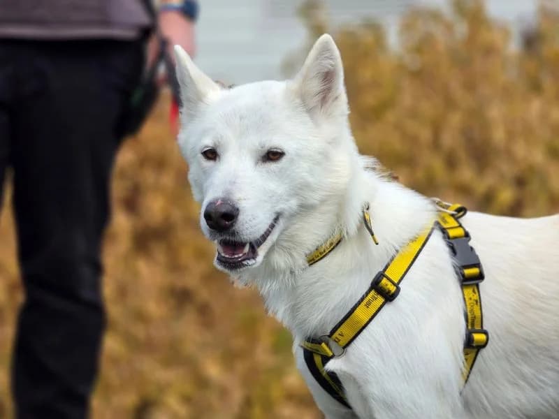 Raya, female 5yo Husky for adoption at Dogs Trust Evesham, Evesham