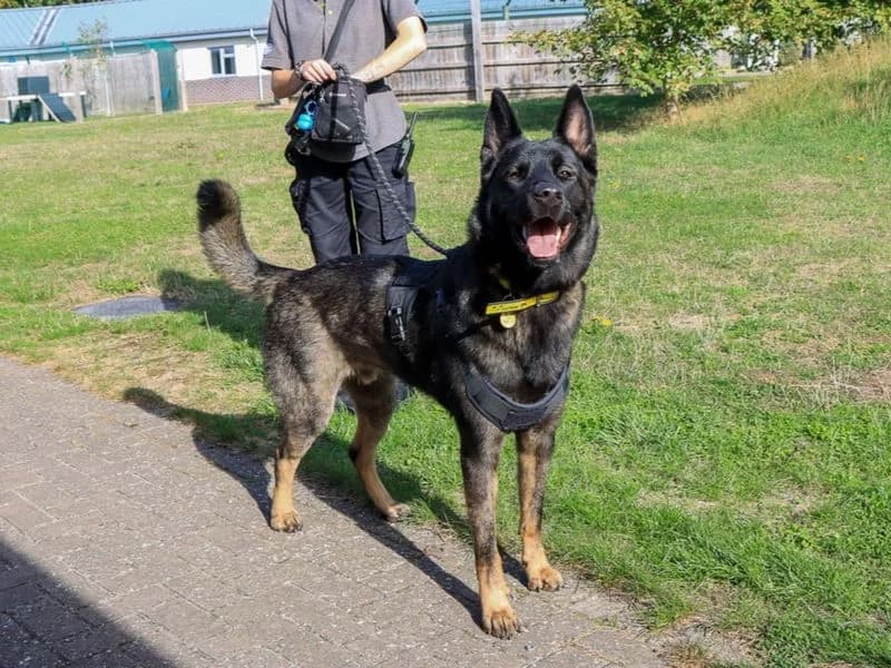 Victor, male young mixed breed for adoption at Dogs Trust Evesham, Evesham