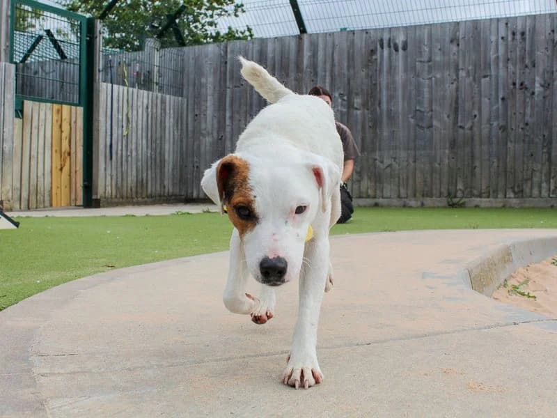 Munchies, female young Jack Russell Terrier for adoption at Dogs Trust Evesham, Evesham