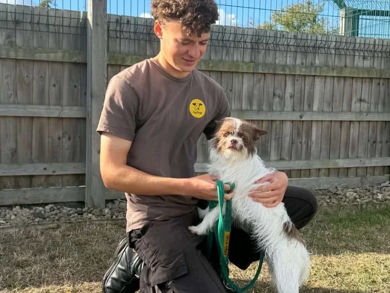 Doris, female puppy mixed breed for adoption at Dogs Trust Evesham, Evesham