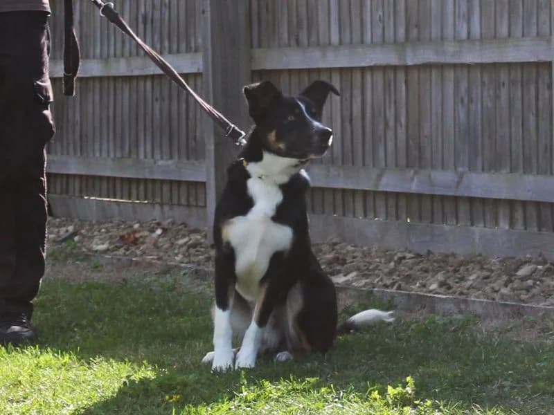 Glen, male puppy Border Collie for adoption at Dogs Trust Evesham, Evesham