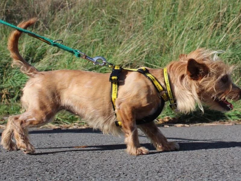 Acorn, female 3yo Yorkshire Terrier for adoption at Dogs Trust Evesham, Evesham