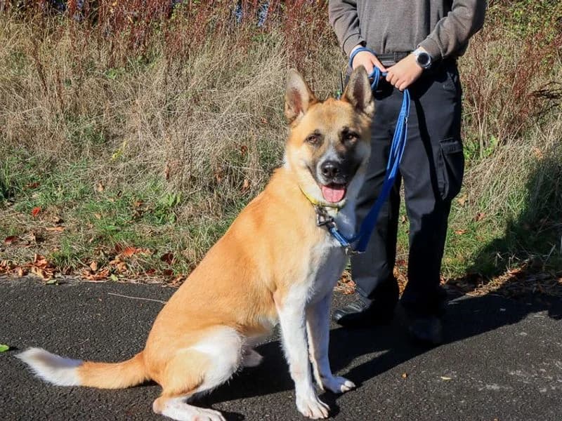 David, male 3yo Akita for adoption at Dogs Trust Evesham, Evesham