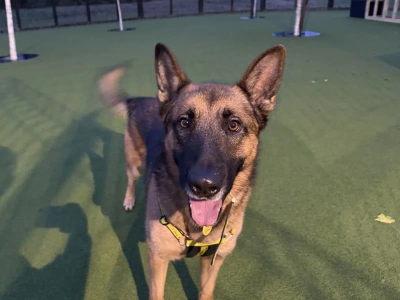 Blue, male 3yo Belgian Malinois for adoption at Dogs Trust Evesham, Evesham
