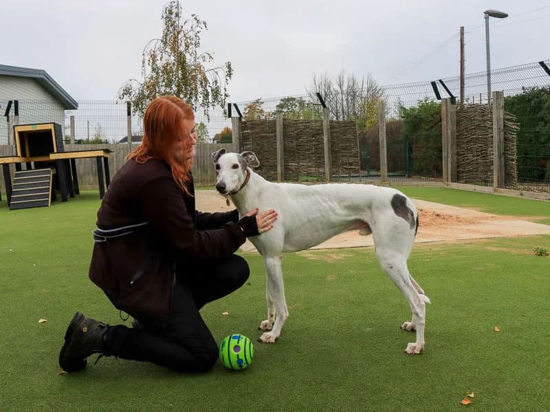 Merlin, male 6yo Greyhound for adoption at Dogs Trust Evesham, Evesham