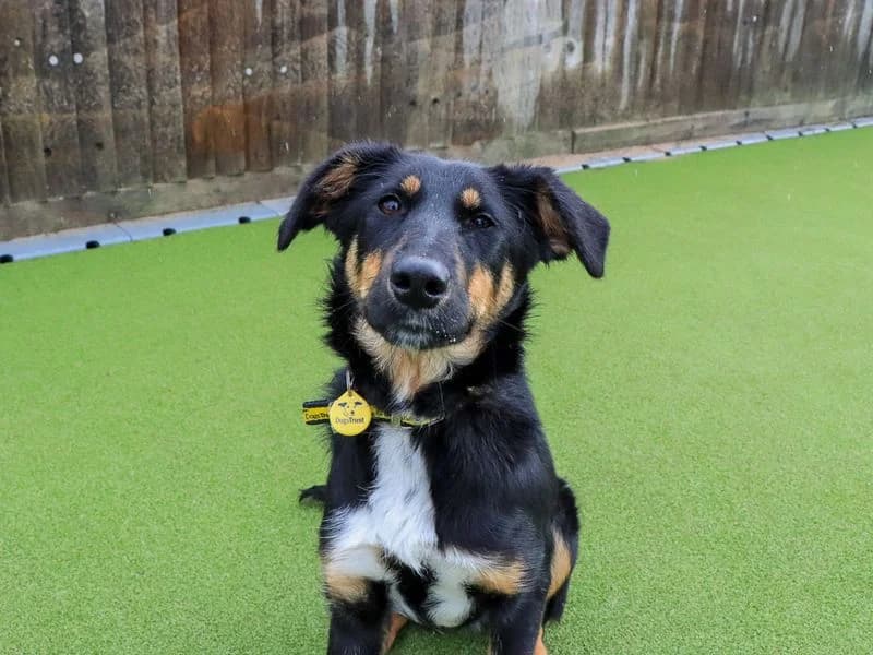 Ethna, female young Border Collie for adoption at Dogs Trust Evesham, Evesham