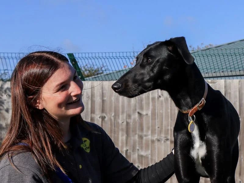 Jetson, male young Lurcher for adoption at Dogs Trust Evesham, Evesham