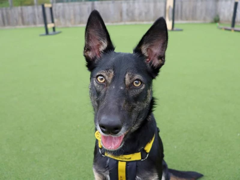 Orla, female young mixed breed for adoption at Dogs Trust Glasgow, Glasgow