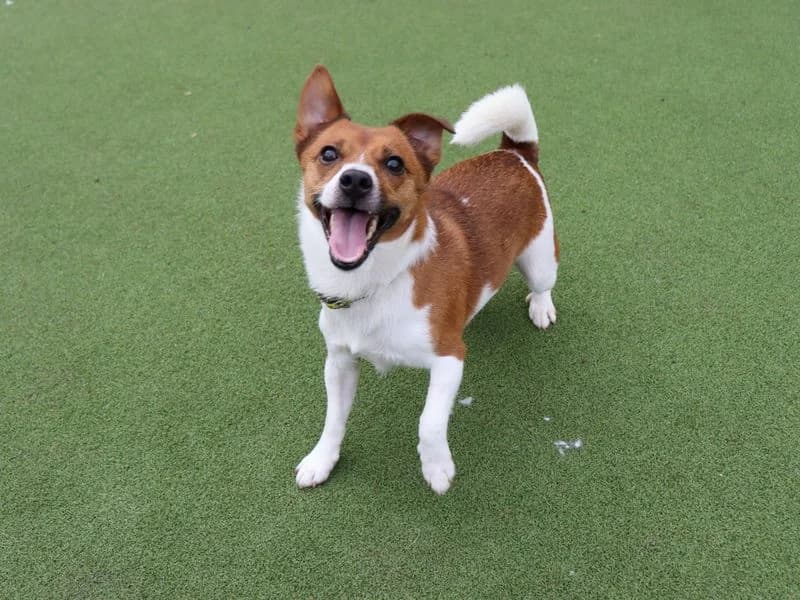 Eddie, male 3yo Jack Russell Terrier for adoption at Dogs Trust Glasgow, Glasgow
