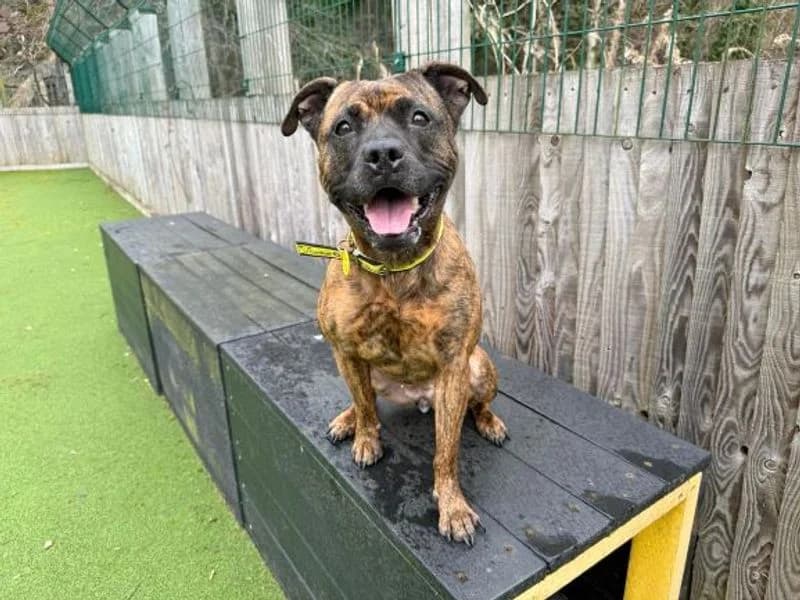 Toast, female 7yo Staffordshire Bull Terrier for adoption at Dogs Trust Glasgow, Glasgow