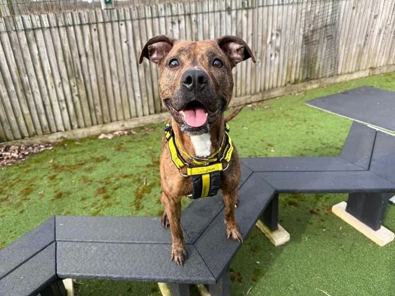 Frankie, female 7yo Mixed Breed for adoption at Dogs Trust Glasgow, Glasgow