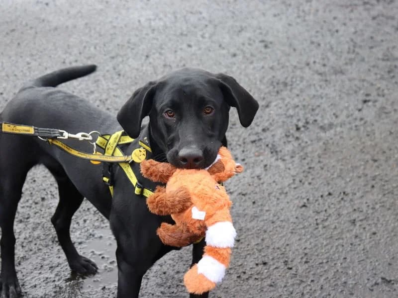 Nico, male young Labrador Retriever for adoption at Dogs Trust Glasgow, Glasgow