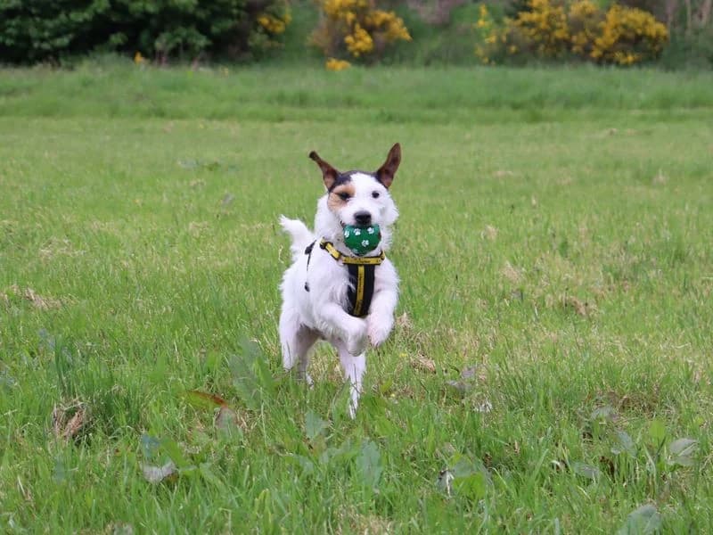 Woody, male young mixed breed for adoption at Dogs Trust Glasgow, Glasgow