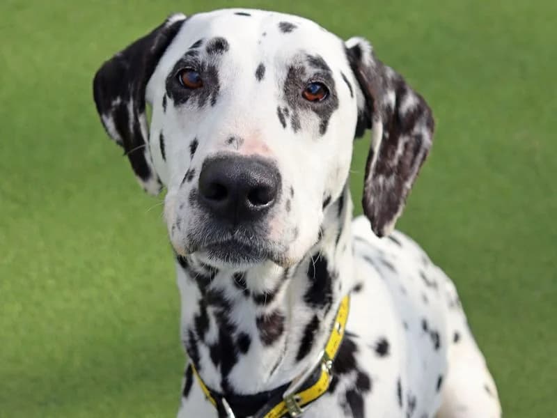 Pepper, female 7yo Dalmatian for adoption at Dogs Trust Glasgow, Glasgow