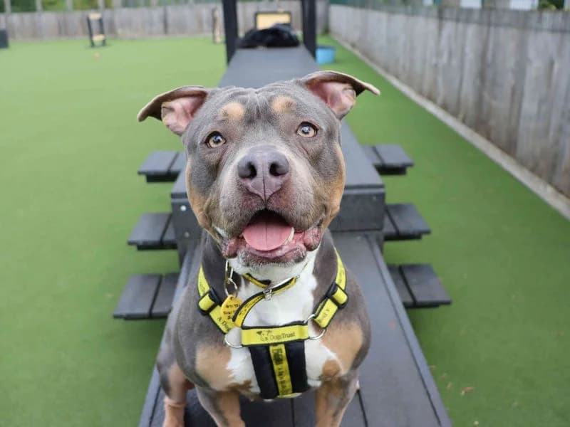 Amara, female young Staffordshire Bull Terrier for adoption at Dogs Trust Glasgow, Glasgow