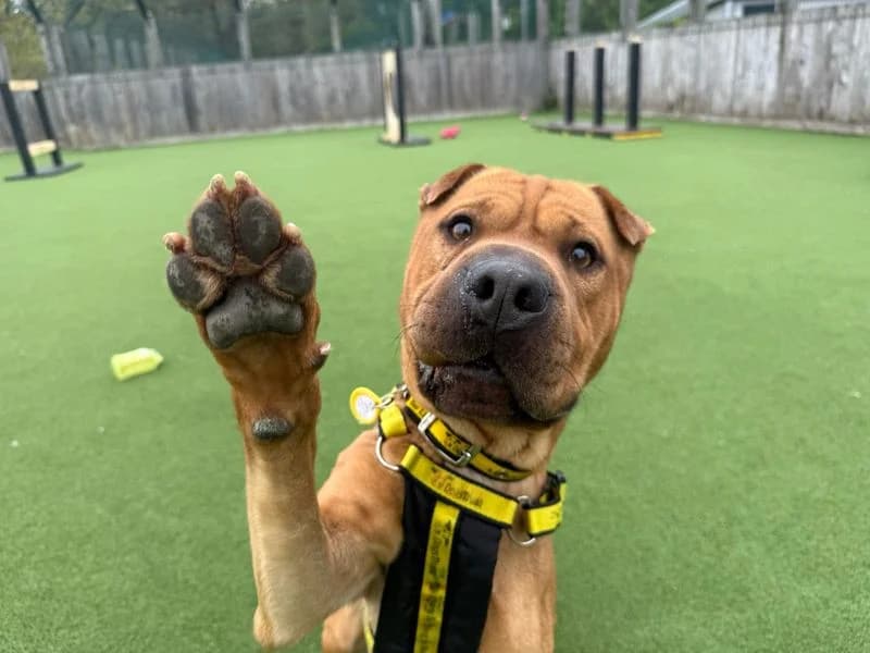 Quest, male 3yo Shar Pei for adoption at Dogs Trust Glasgow, Glasgow