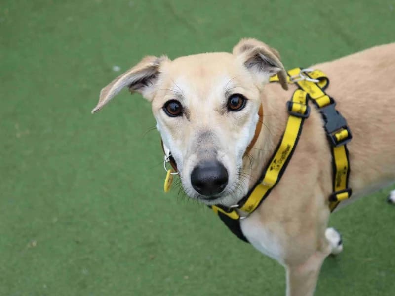 Noodle, male 5yo Saluki for adoption at Dogs Trust Glasgow, Glasgow