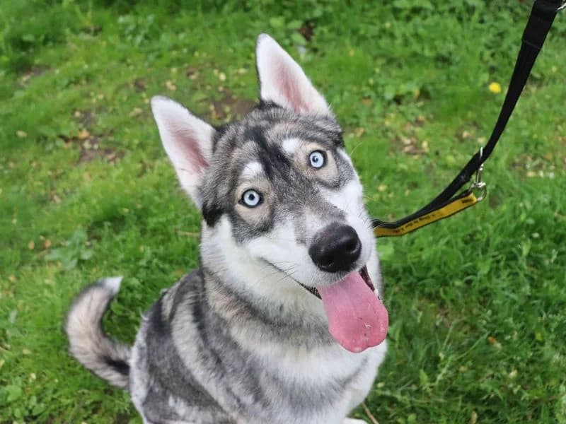 Ghost, male young Husky for adoption at Dogs Trust Glasgow, Glasgow