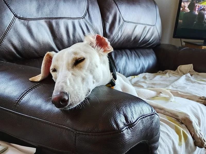 Rico, male young mixed breed for adoption at Dogs Trust Glasgow, Glasgow
