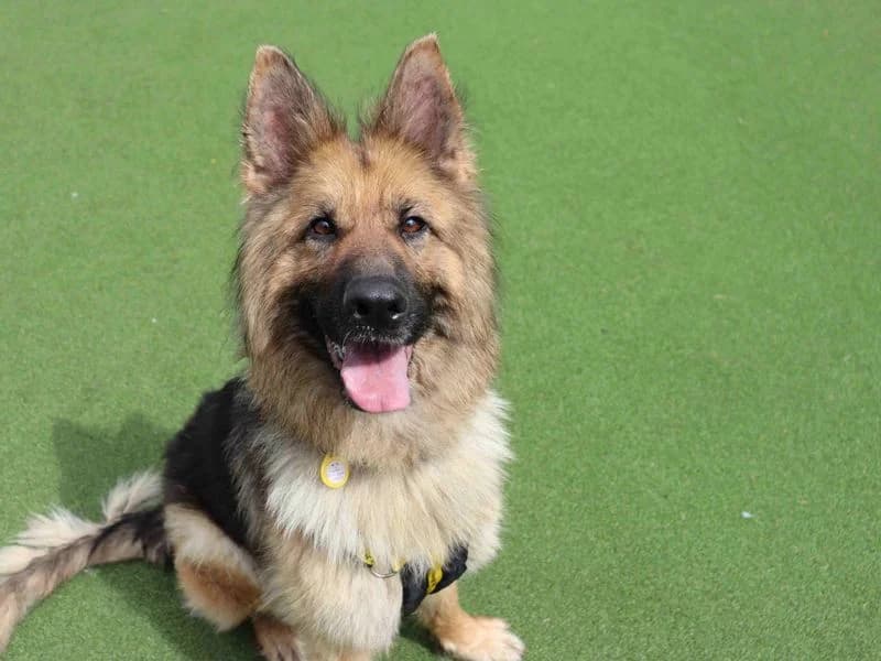 Tikka, female 3yo mixed breed for adoption at Dogs Trust Glasgow, Glasgow