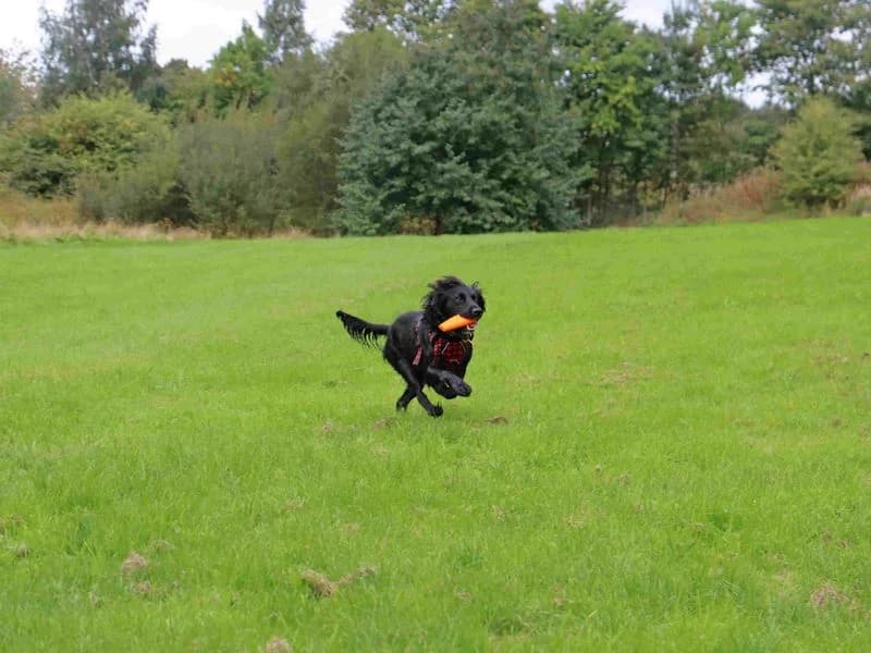 Franklin, male 3yo Cocker Spaniel for adoption at Dogs Trust Glasgow, Glasgow