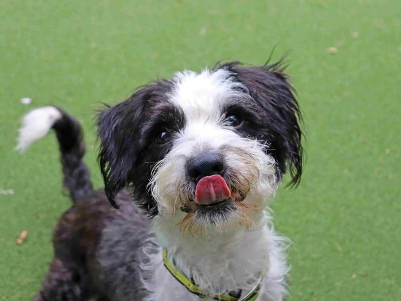 Diesel, male 7yo Bichon Frisé for adoption at Dogs Trust Glasgow, Glasgow