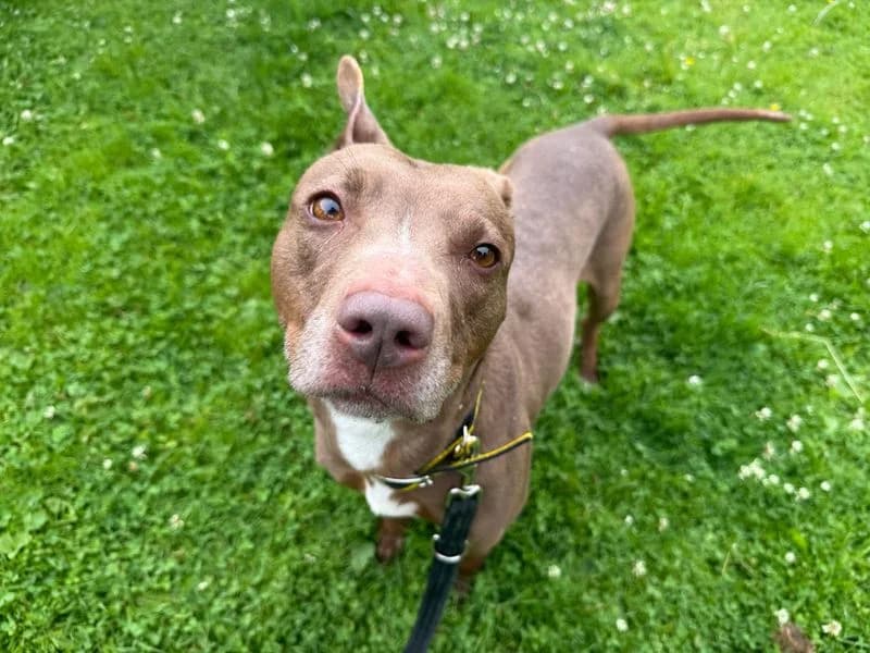 Poppy, female 4yo Staffordshire Bull Terrier for adoption at Dogs Trust Glasgow, Glasgow
