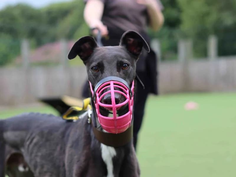 Saint, male 5yo Greyhound for adoption at Dogs Trust Glasgow, Glasgow