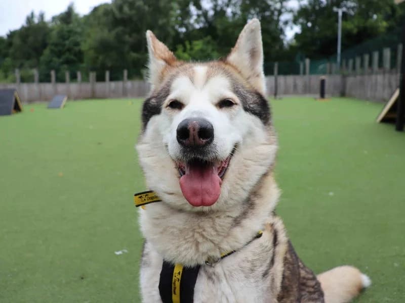 Max, male senior Husky for adoption at Dogs Trust Glasgow, Glasgow