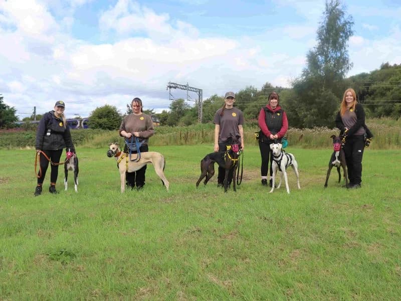 Thistle, female 3yo Greyhound for adoption at Dogs Trust Glasgow, Glasgow