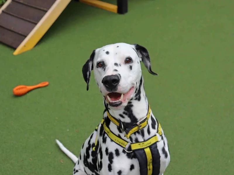 Loki, male 3yo Dalmatian for adoption at Dogs Trust Glasgow, Glasgow