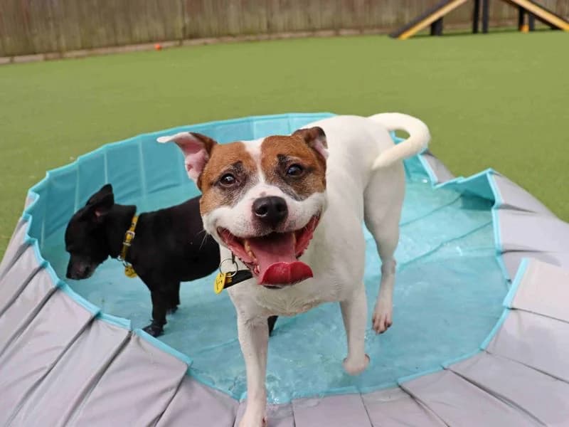 Chilli & Pepper, female senior Staffordshire Bull Terrier for adoption at Dogs Trust Glasgow, Glasgow