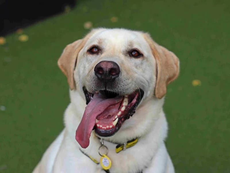 Basil, male 4yo Labrador Retriever for adoption at Dogs Trust Glasgow, Glasgow