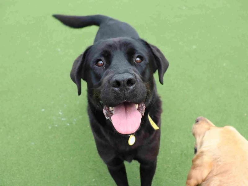 Eros and Morpheus, male 7yo Labrador Retriever for adoption at Dogs Trust Glasgow, Glasgow