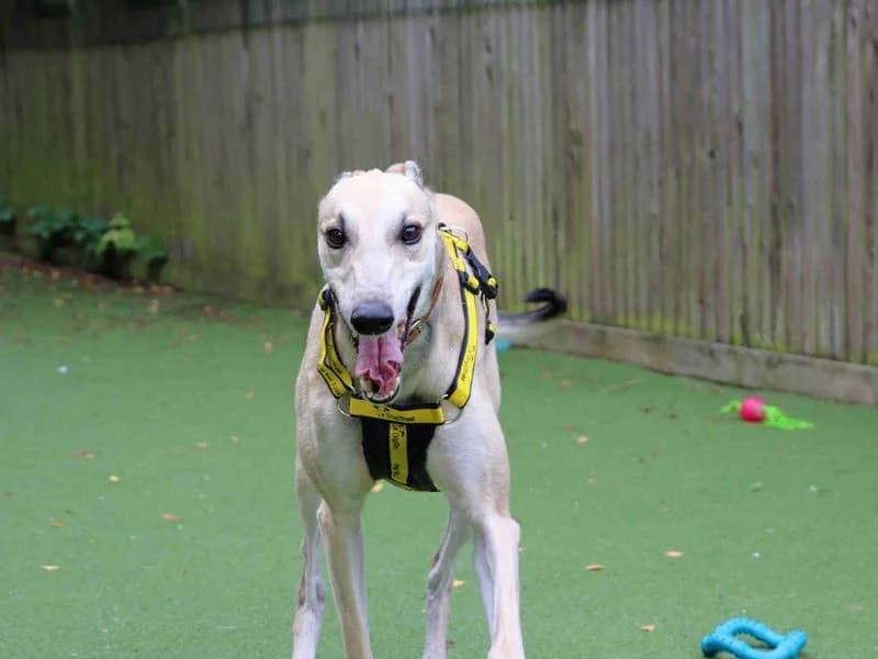 Cedar, male 7yo Greyhound for adoption at Dogs Trust Glasgow, Glasgow