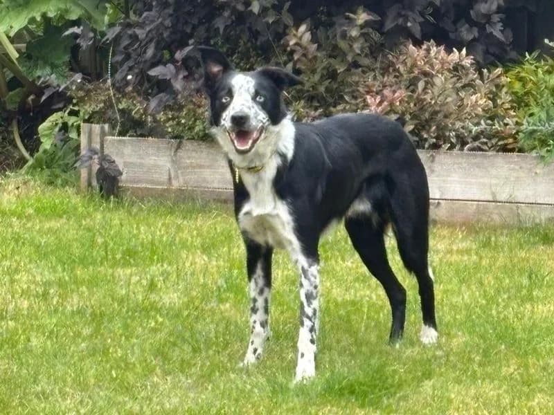Coops, male 3yo Border Collie for adoption at Dogs Trust Glasgow, Glasgow