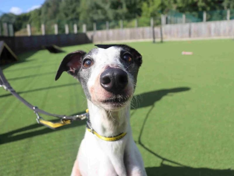 Moss, male 7yo Whippet for adoption at Dogs Trust Glasgow, Glasgow