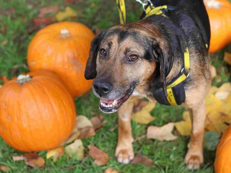 Forrest, male young Beagle for adoption at Dogs Trust Glasgow, Glasgow