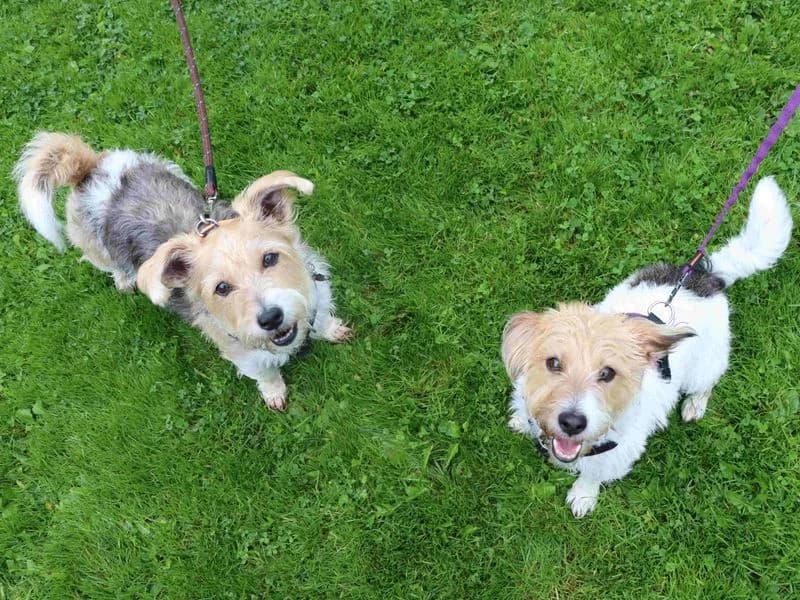 Daisy & Poppy, female 3yo Jack Russell Terrier for adoption at Dogs Trust Glasgow, Glasgow