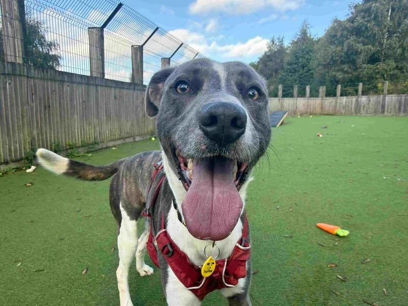 Slinky, male young mixed breed for adoption at Dogs Trust Glasgow, Glasgow