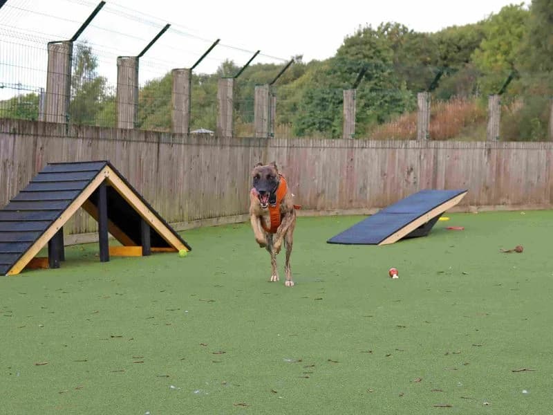 Stretch, male young Lurcher for adoption at Dogs Trust Glasgow, Glasgow