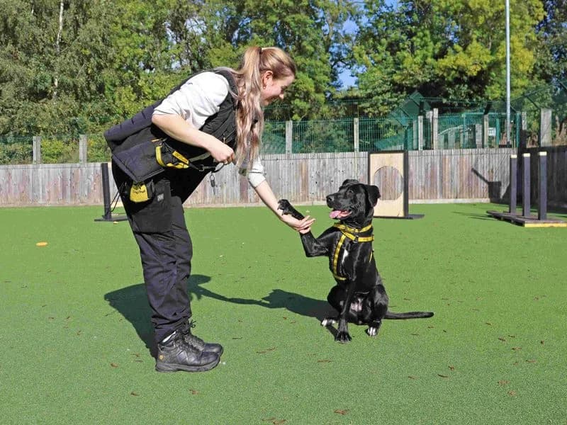 Stormi, female 3yo Mastiff for adoption at Dogs Trust Glasgow, Glasgow