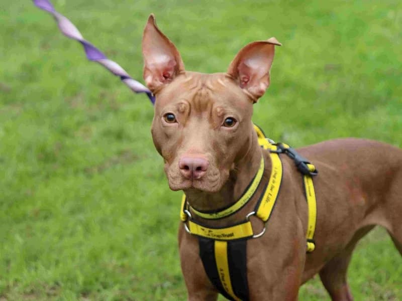 Pigeon, female young Staffordshire Bull Terrier for adoption at Dogs Trust Glasgow, Glasgow