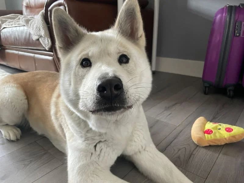 Eevee, female 4yo Husky for adoption at Dogs Trust Glasgow, Glasgow
